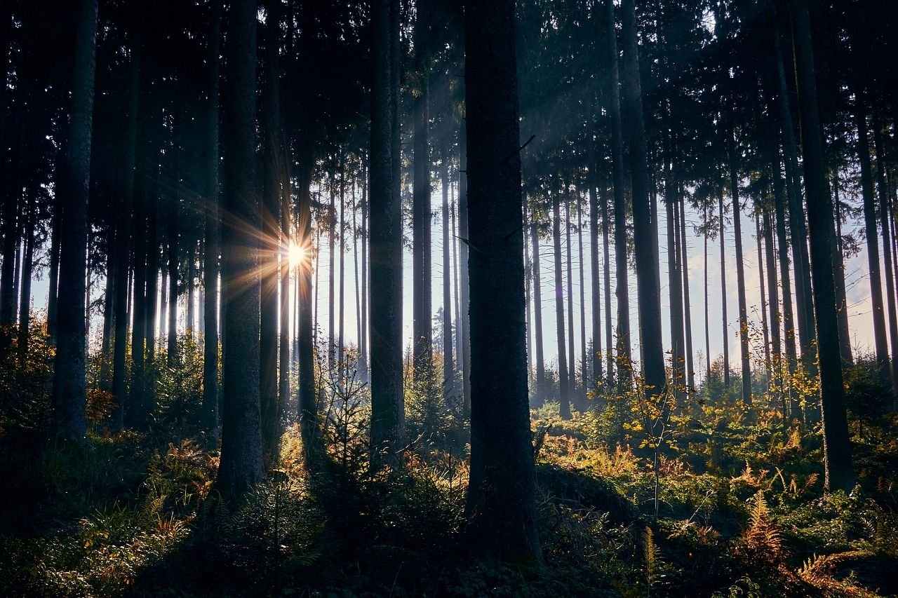 backlighting-3799243_1280.jpg