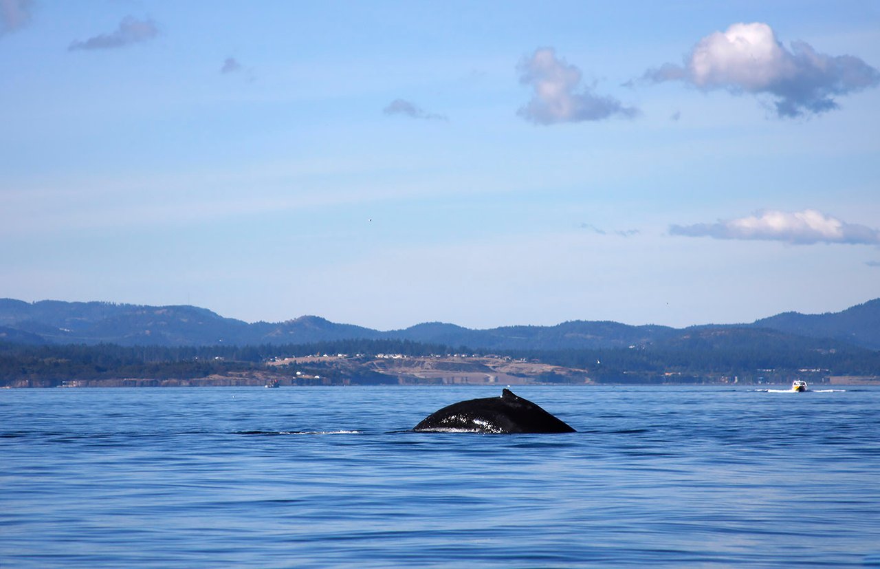 whale in vancouver, edit.jpg