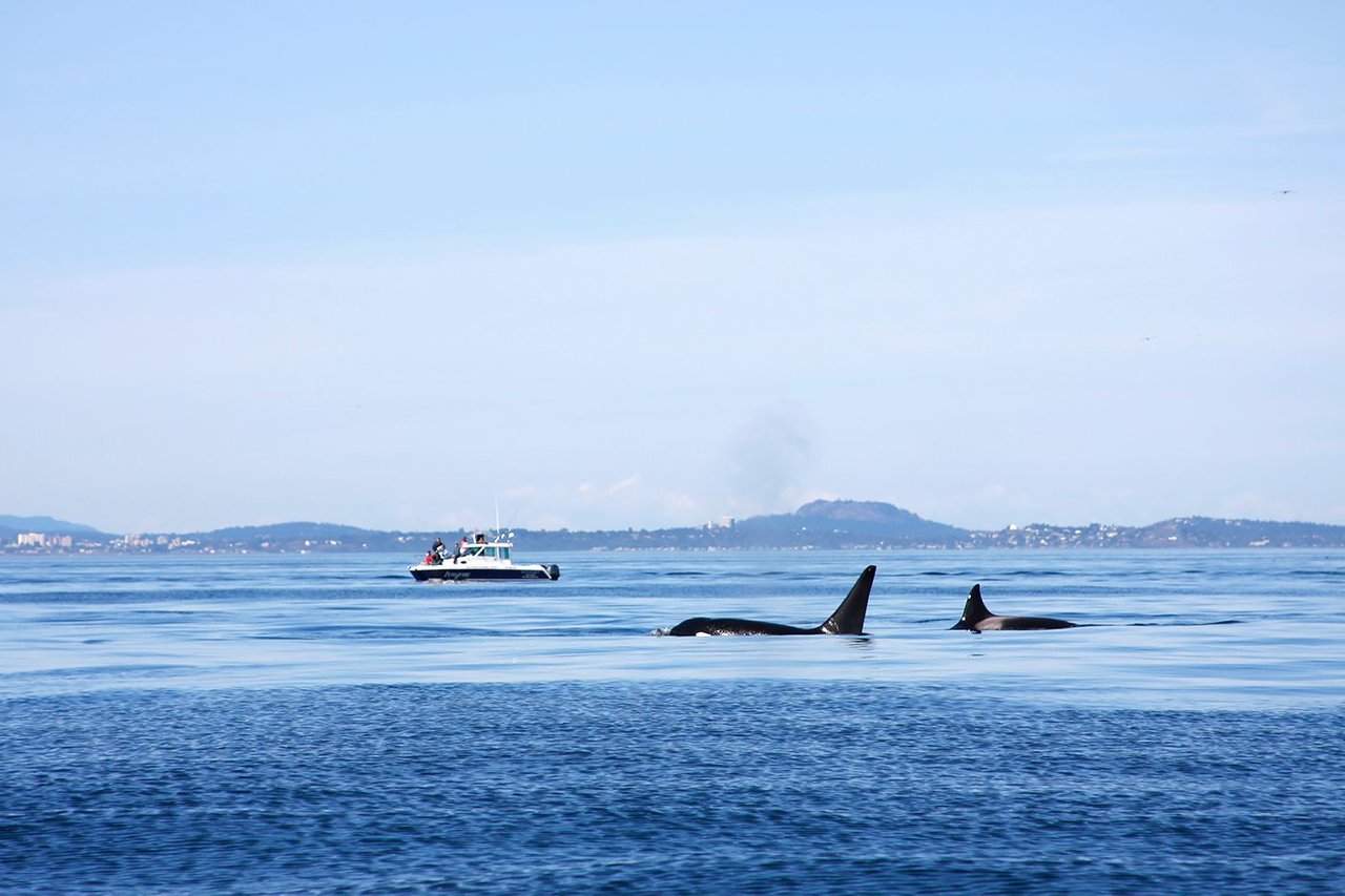 orcas en isla victoria, vancouver.jpg