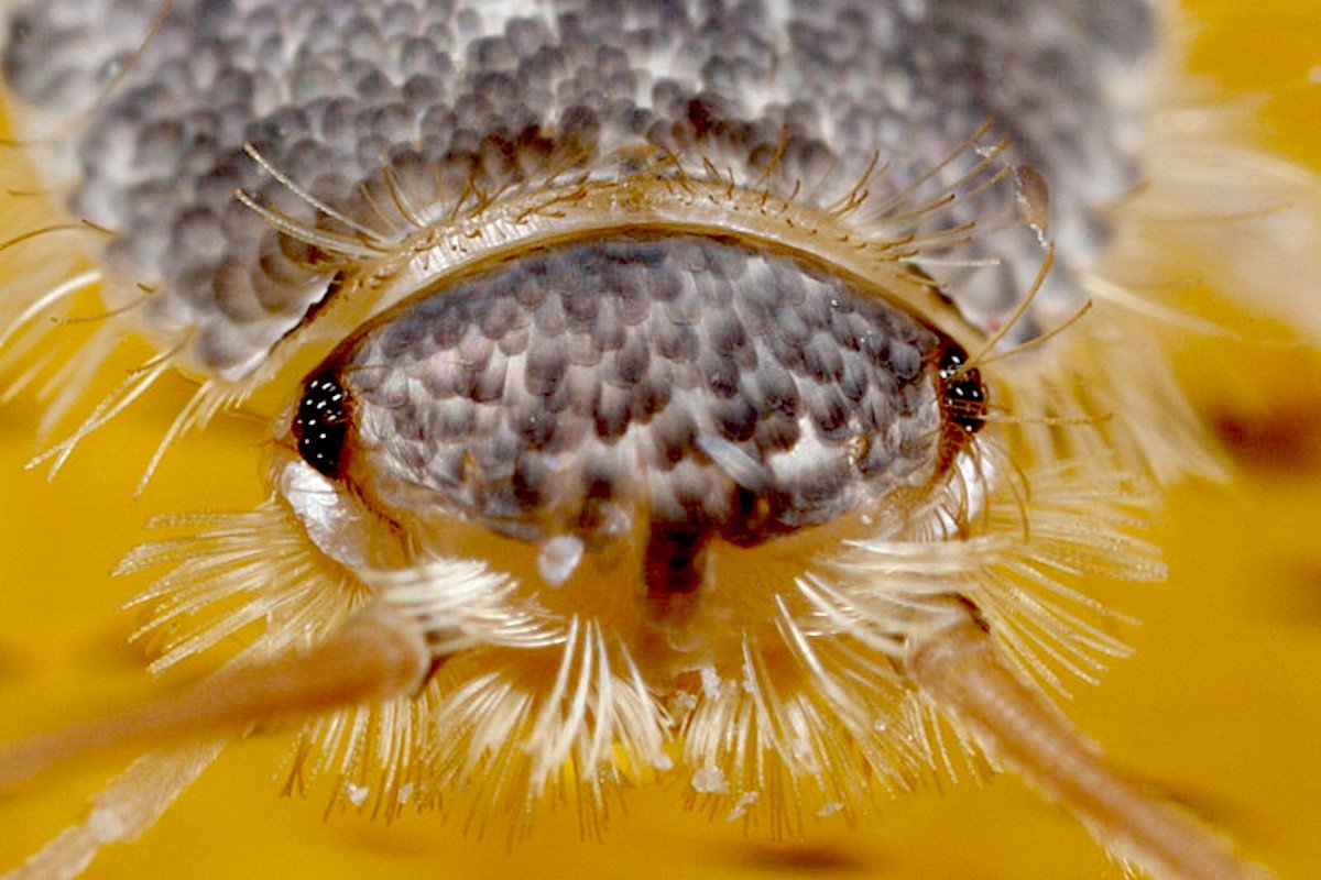 silverfishProfilPic.jpg
