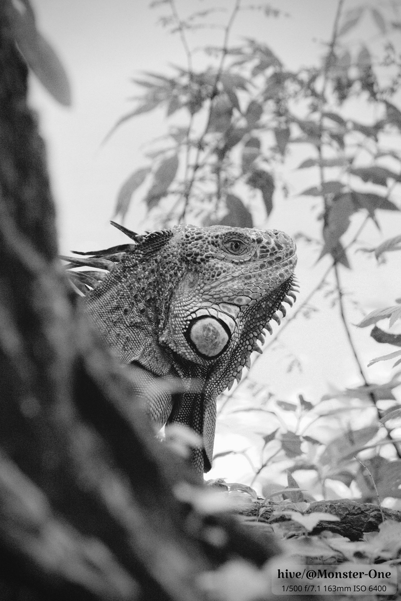 Iguana_arbol_0004.jpg