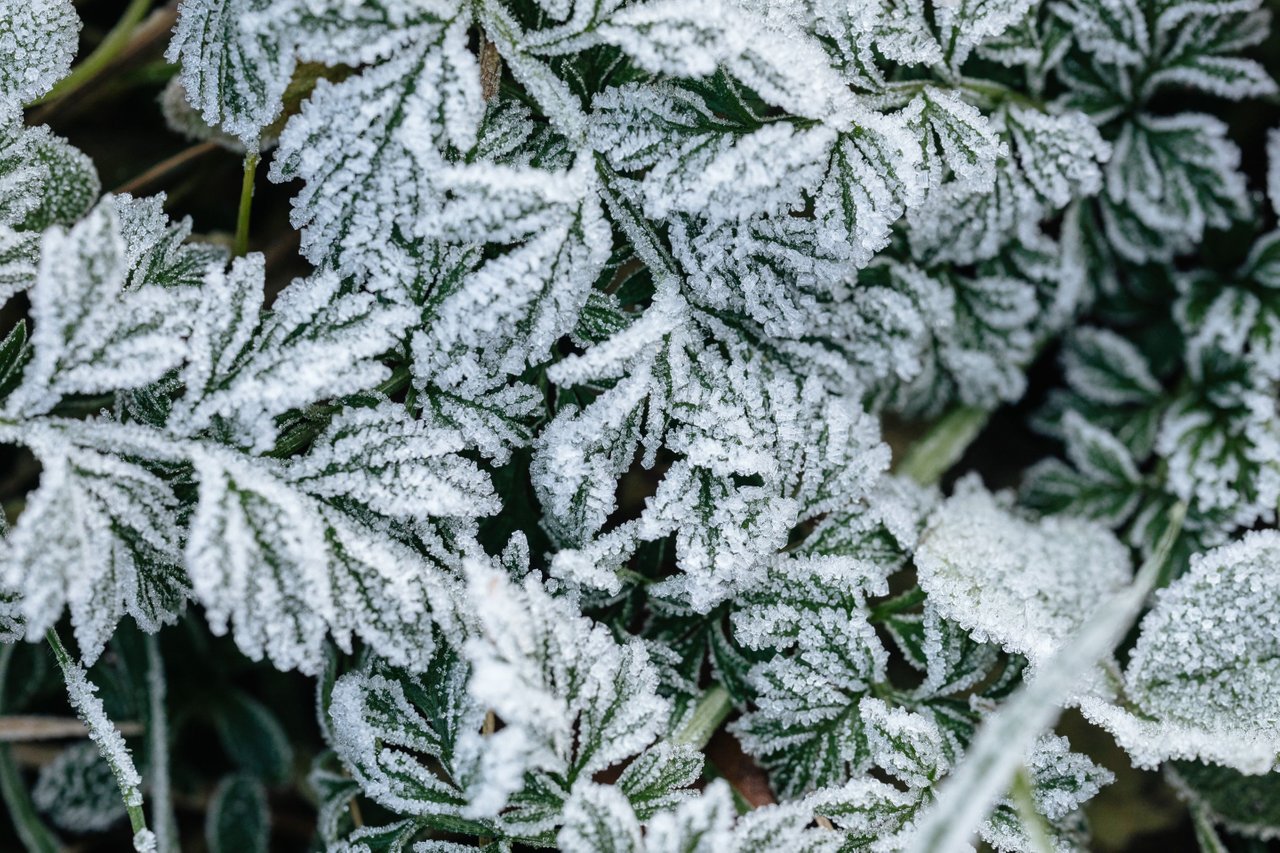 Hojas con nieve.jpg