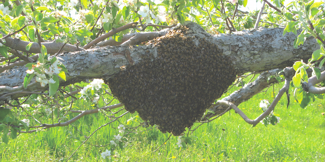 beehive.png