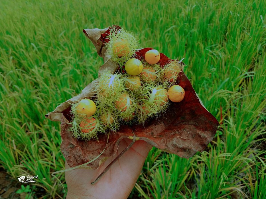 Ripe Bush Passion Fruit