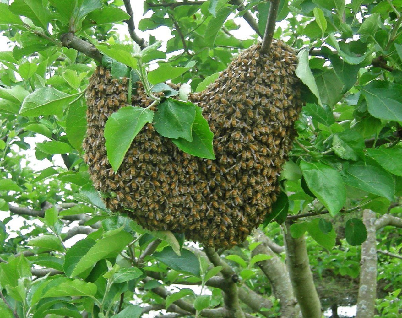 1080p_SRF_bee-swarm-in-orchard_heart-shape_May_Dave-Trotter.jpg