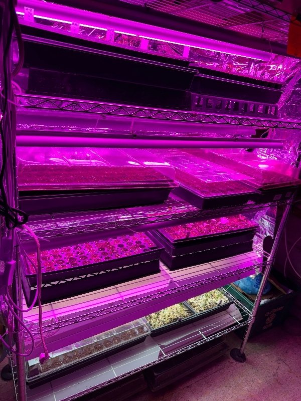 hivegarden-seeds-2.jpg