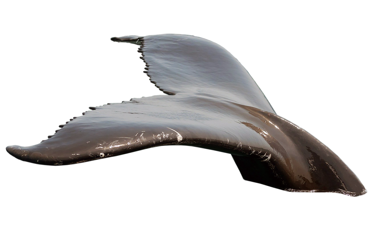 whale-6028337_1920.png