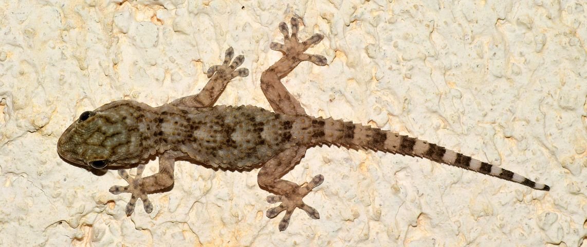 gecko-2656812__480.jpg