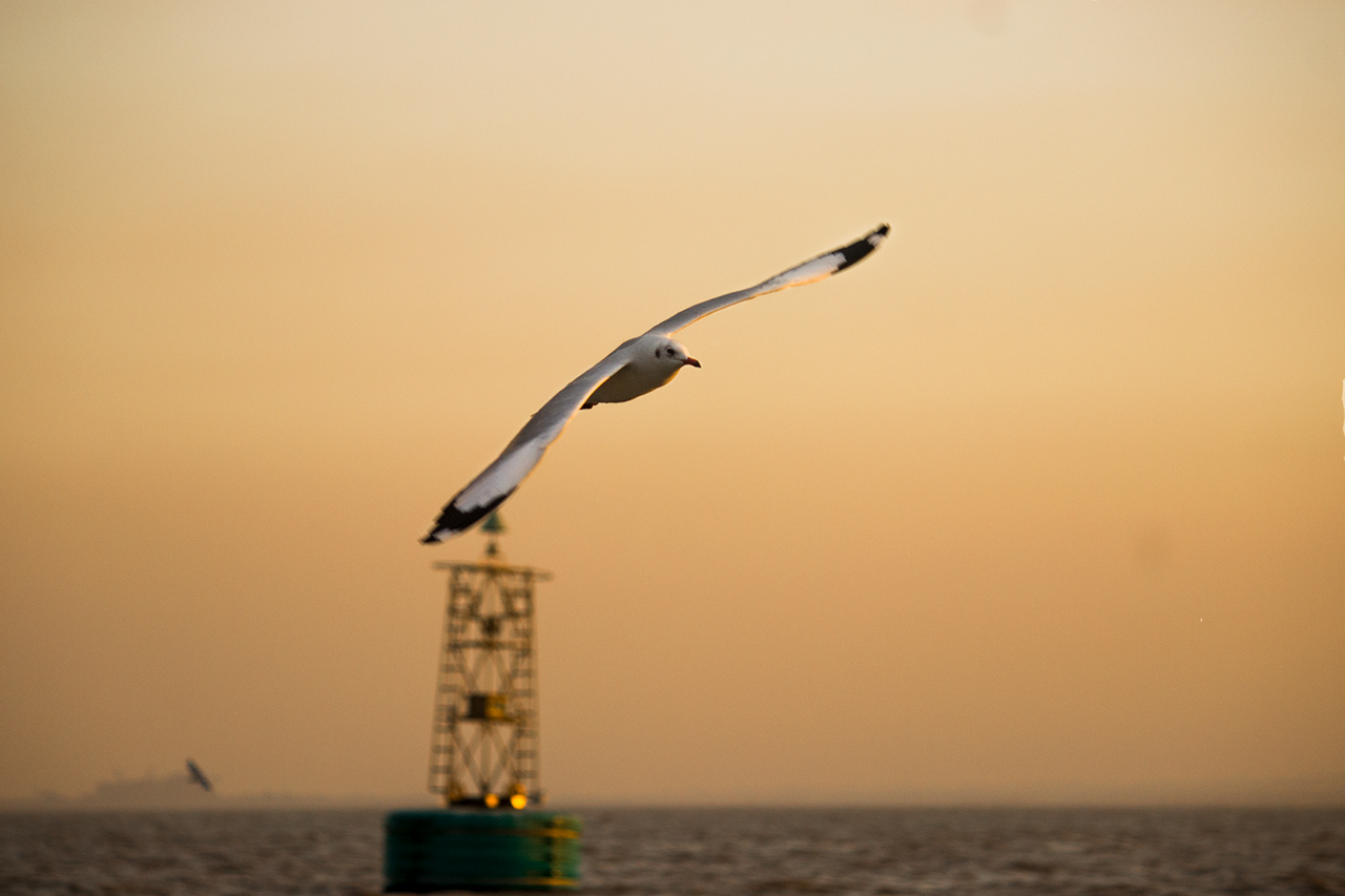 Seagull1.png
