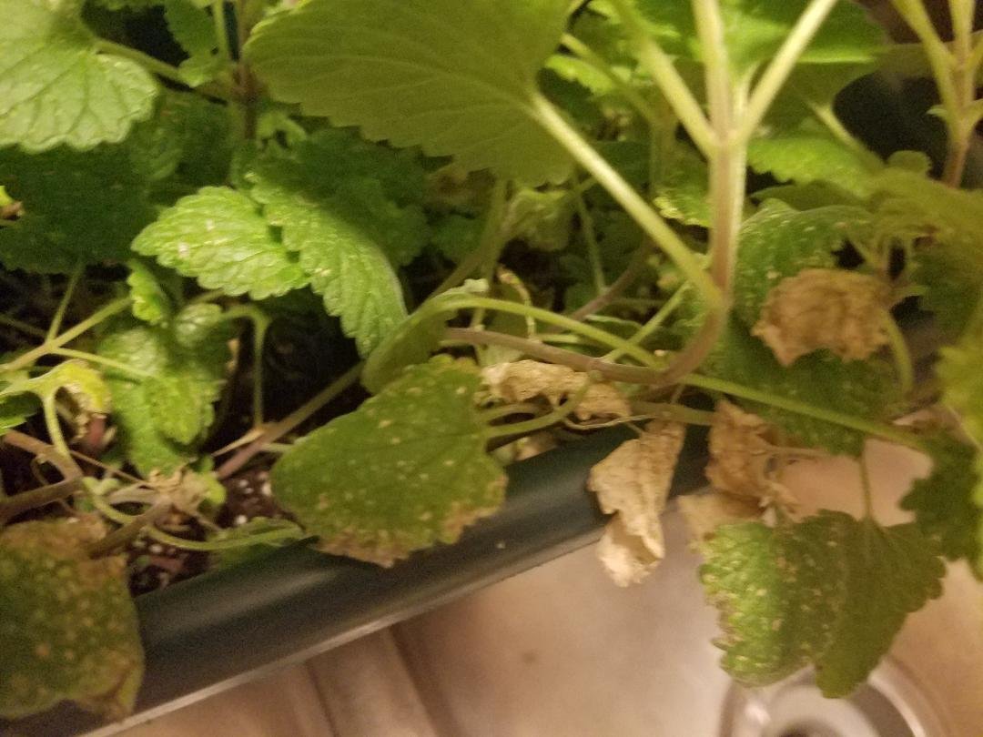 catnip 3 dead.jpg