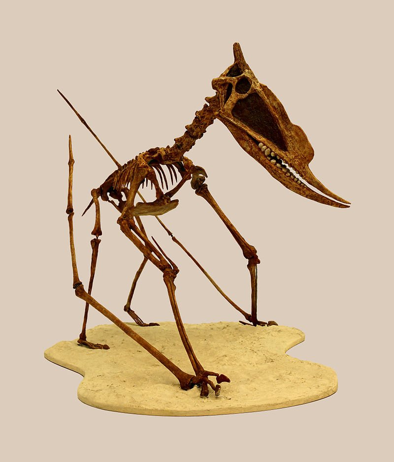 800px-Dsungaripterus_weii_01.jpg