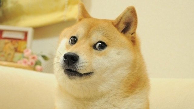 Kabosu, the original Shiba Inu which inspired Dogecoin