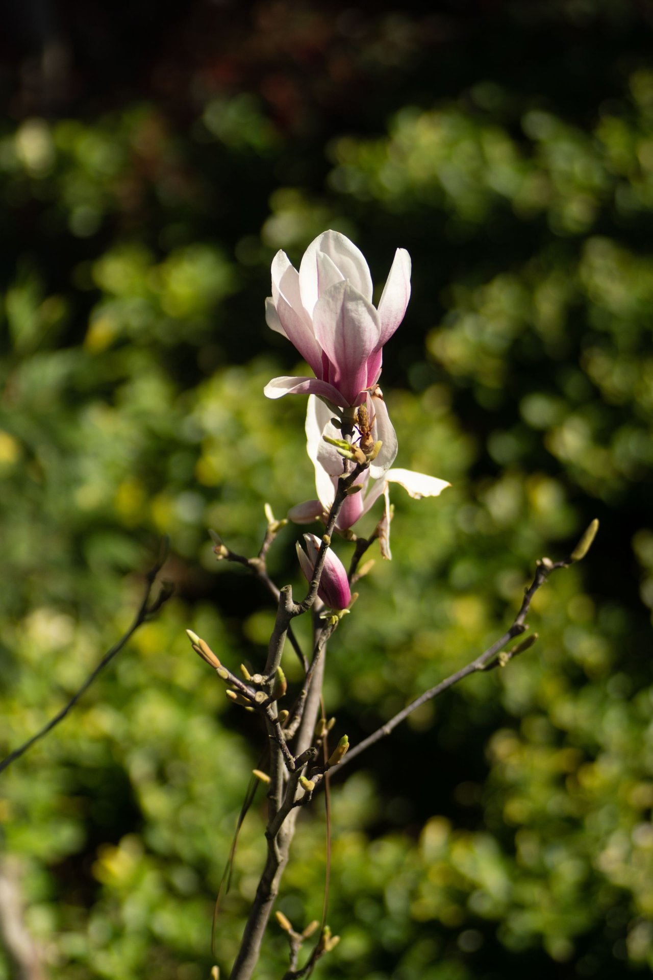 DSC07450.jpg