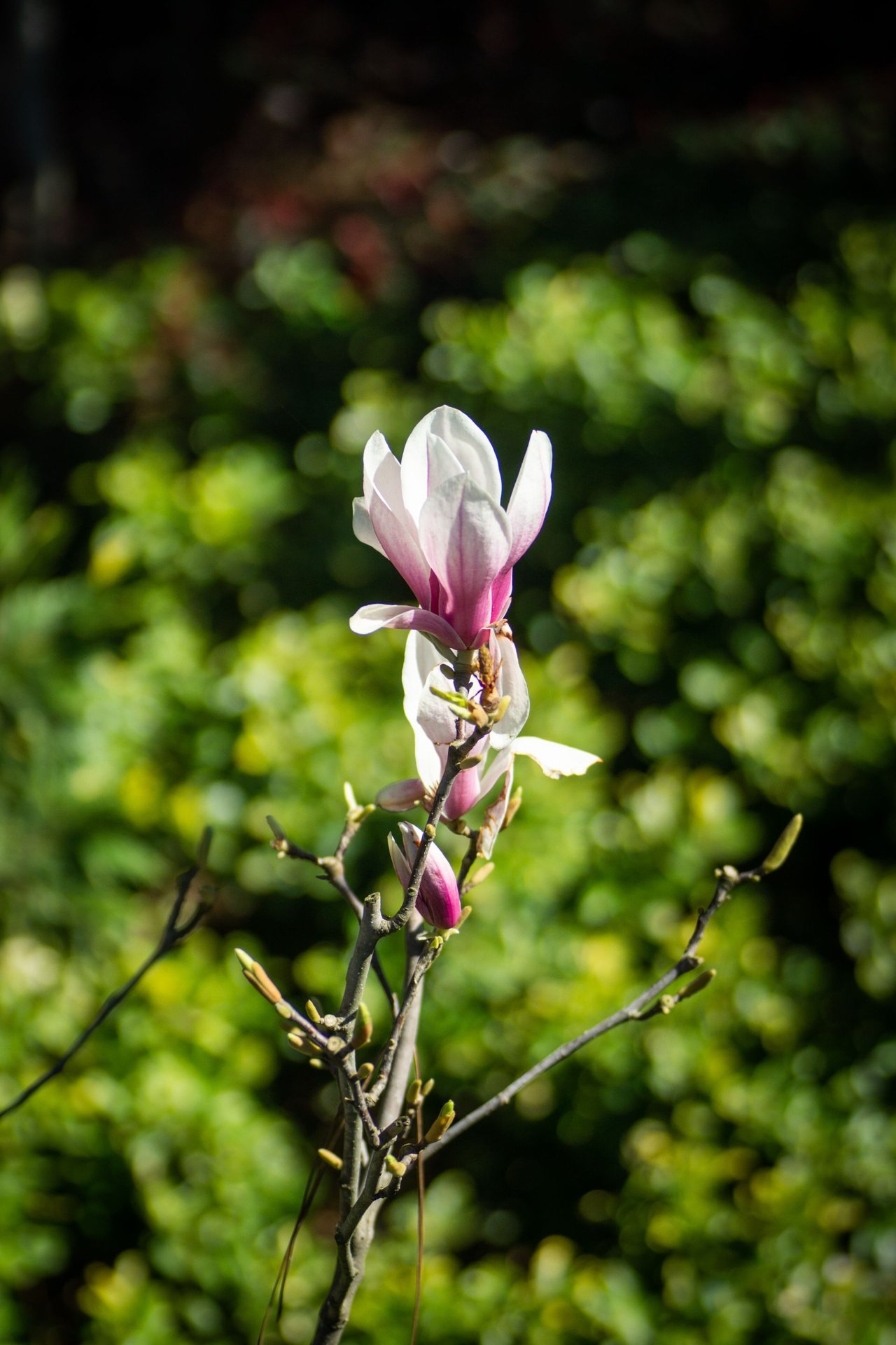 DSC07448.jpg