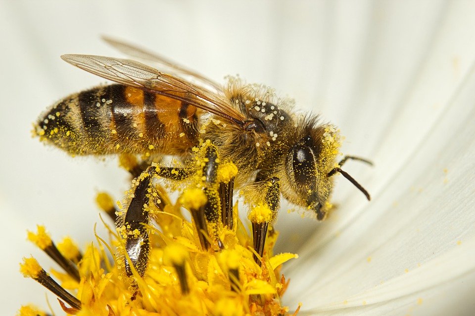 bee-7413333_960_720.jpg