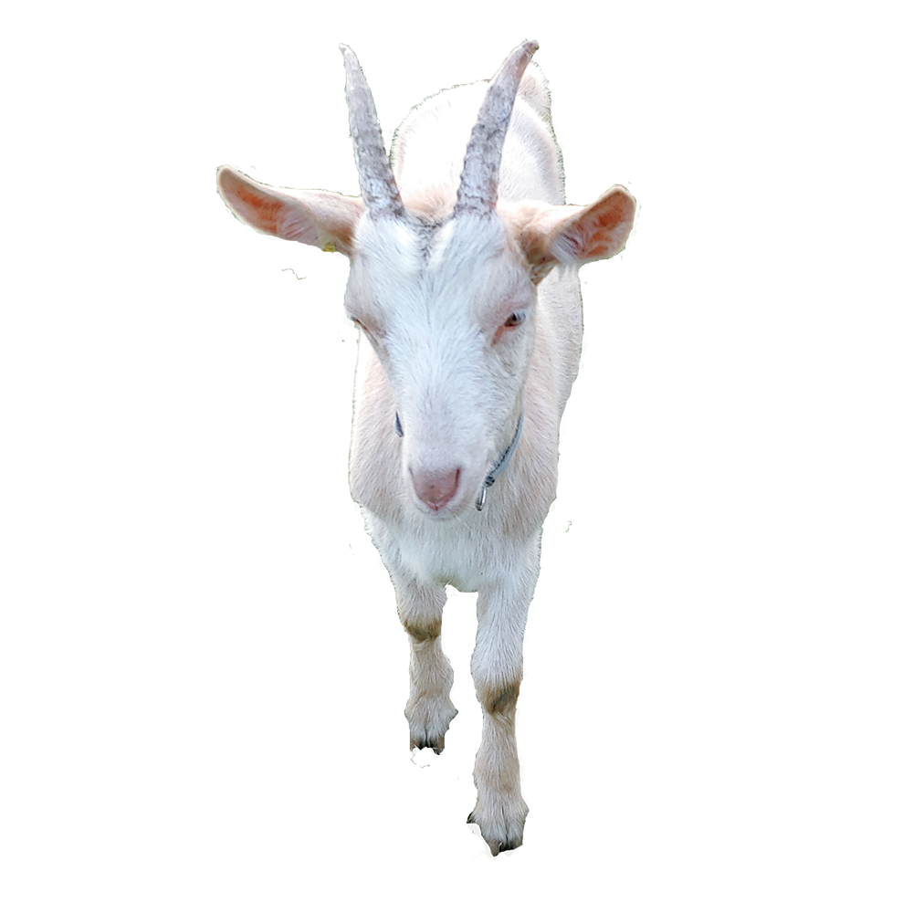 8_goat.png