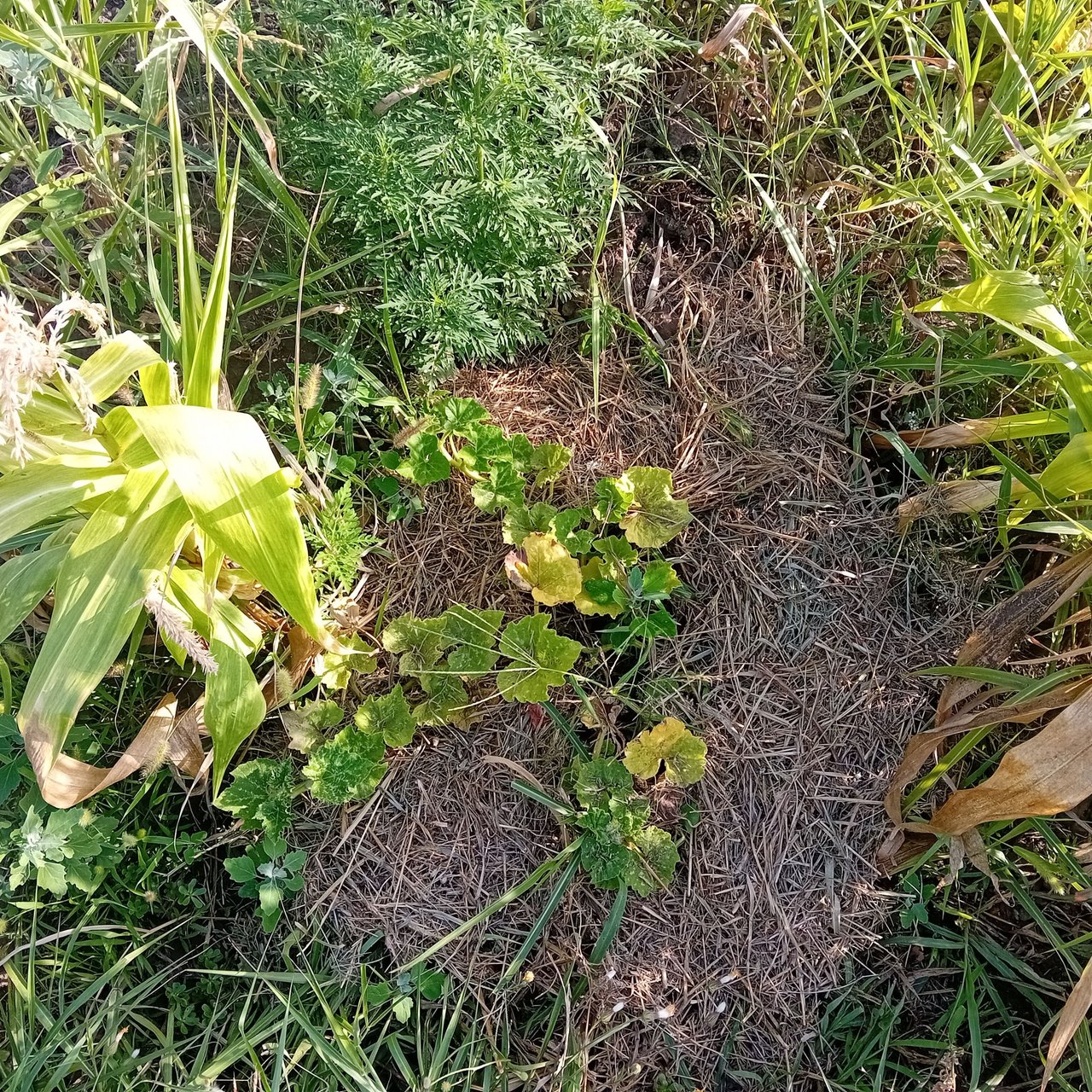 20250725_174713.jpg
