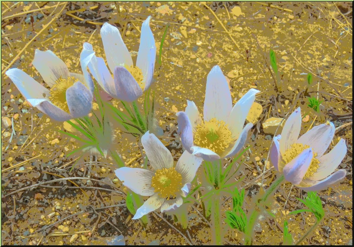 5 crocuses highlighted blue and green.JPG