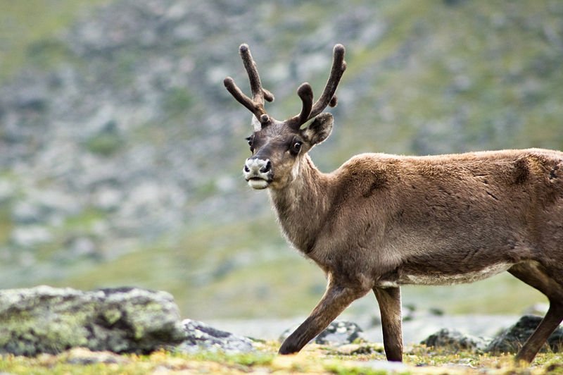 reindeer