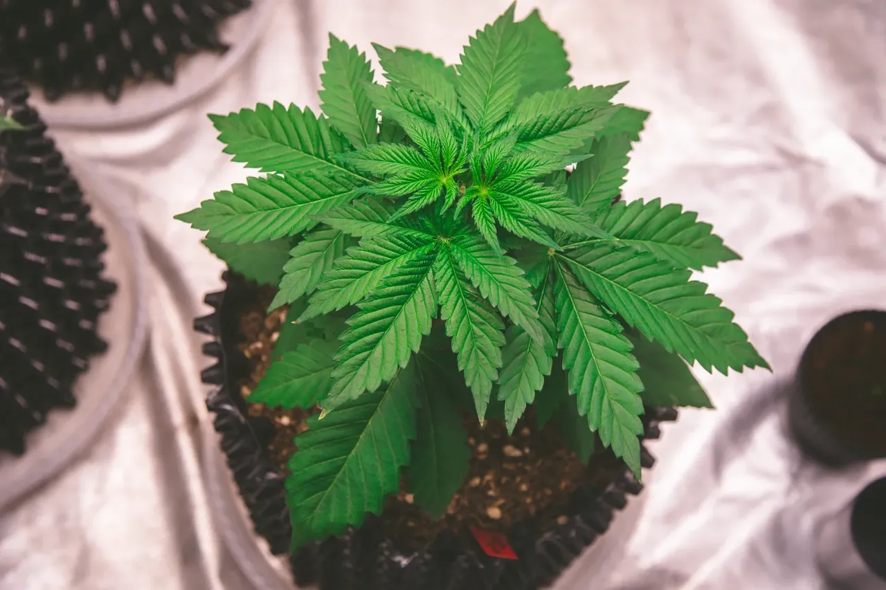 cle8sx7o700nj7rsz1cl867jq_weed-3018.webp