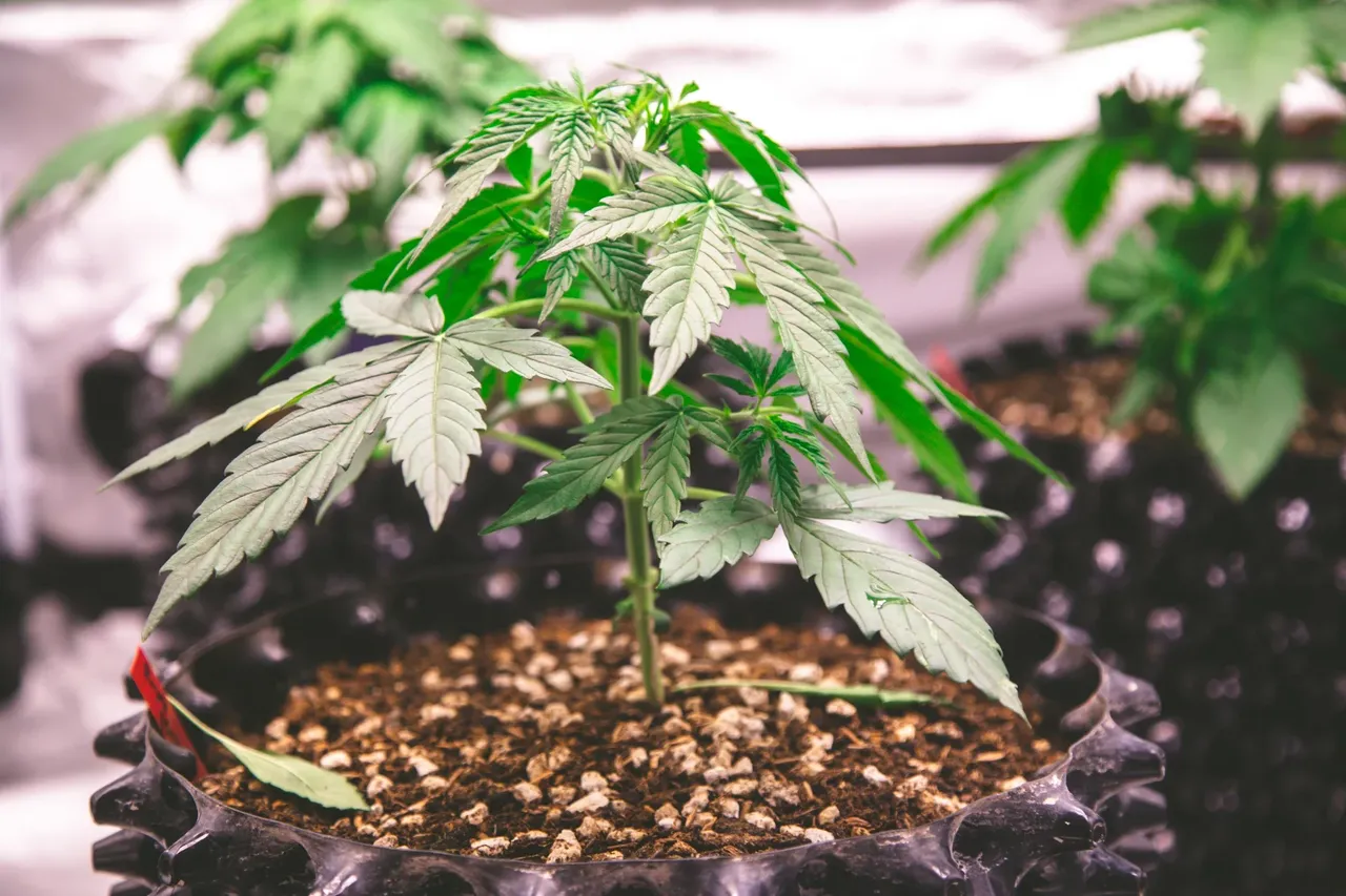 cle8sxc8h00r33bszfjgg57xa_weed-3020.webp