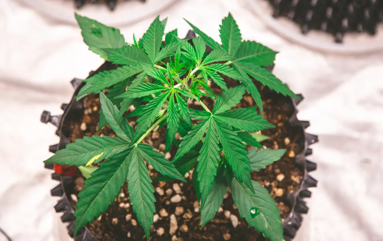 cle8sxelm00rrbcszhqw72lz5_weed-3021.webp