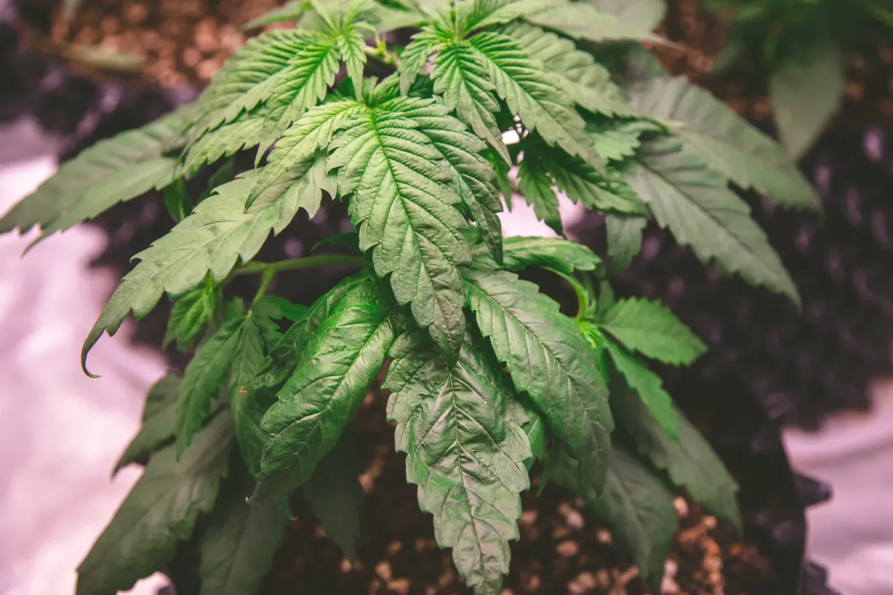 cle8sxi0500sg0pszatkoamzh_weed-3023.webp