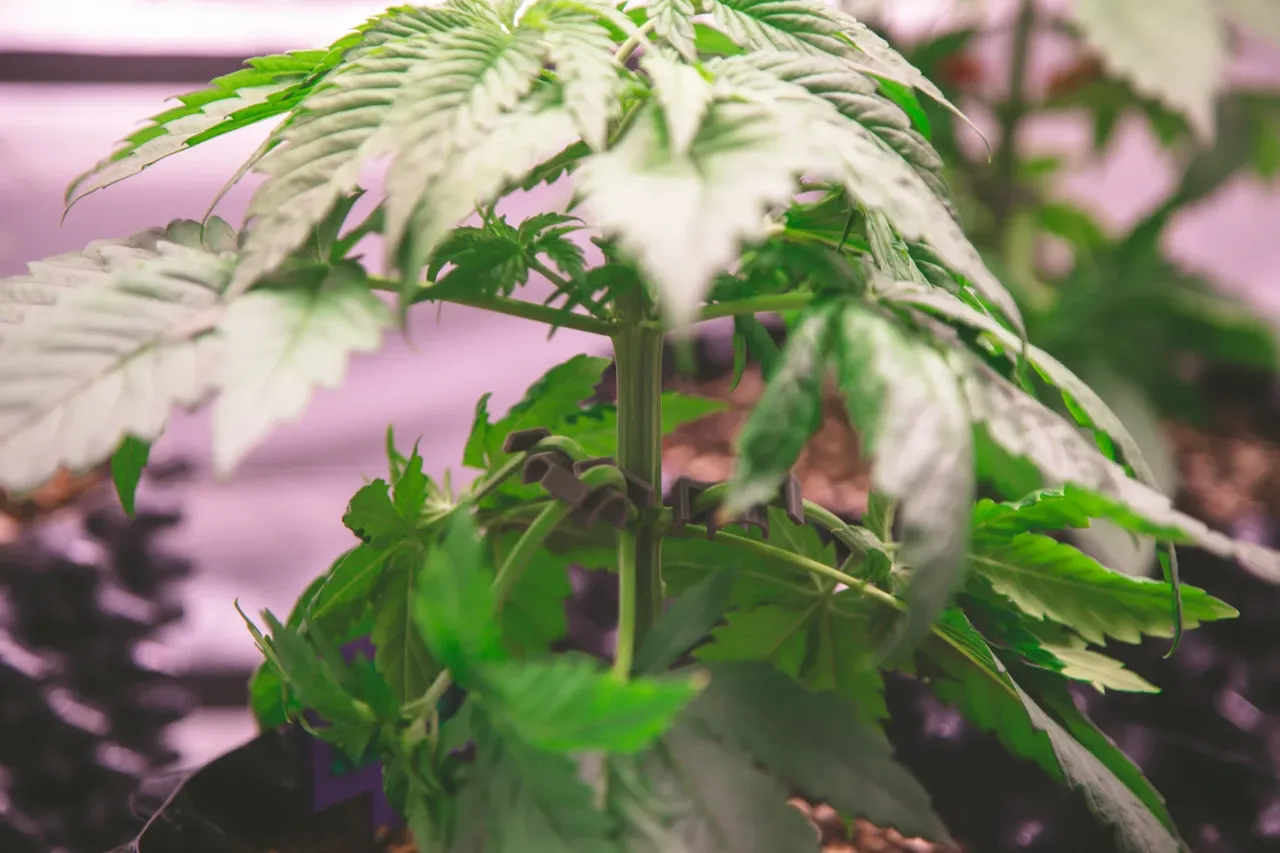cle8sxljo00s492sz3cqm3ill_weed-3025.webp