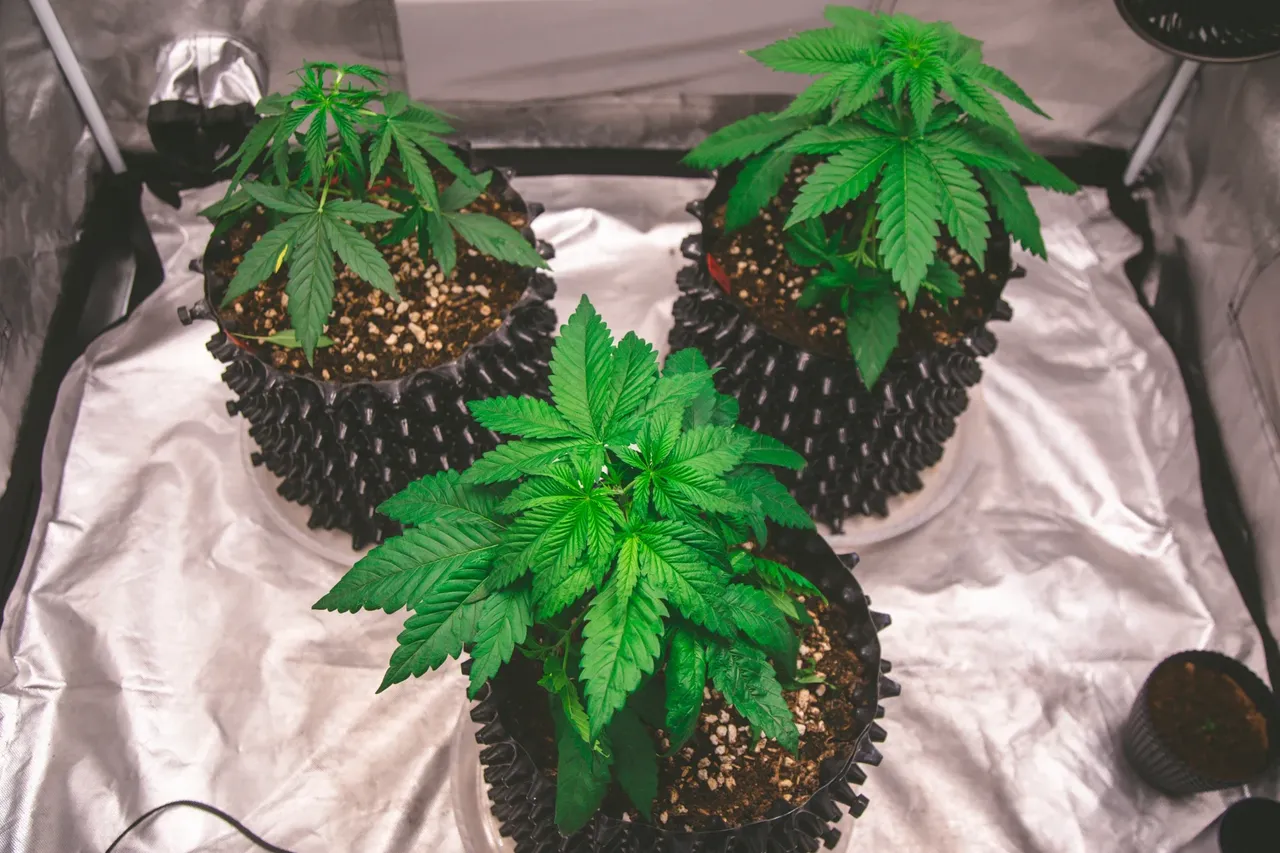 cle8sxpiu00sr5dszcmpq4810_weed-3026.webp