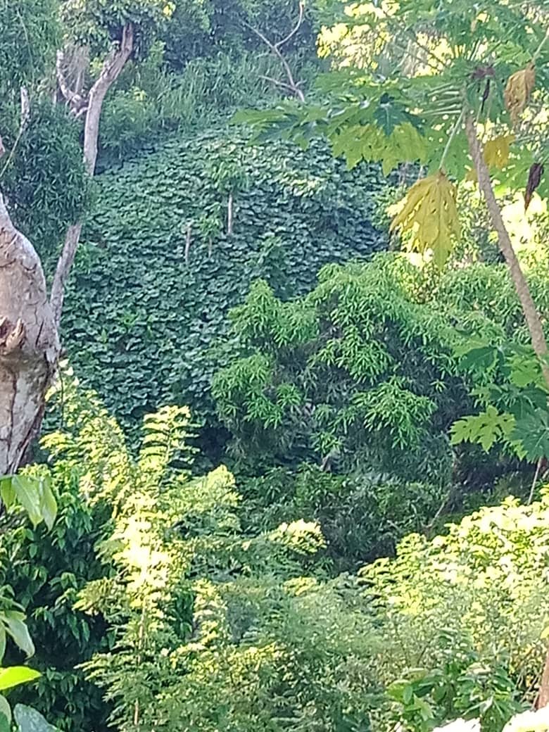 JARDÍN (4).jpeg
