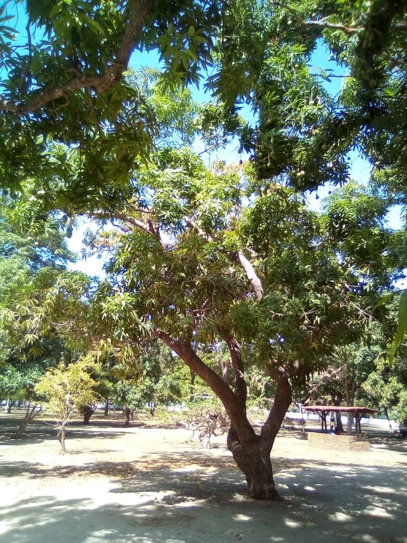 msango (10).jpeg