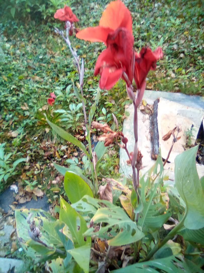 flores (4).jpeg