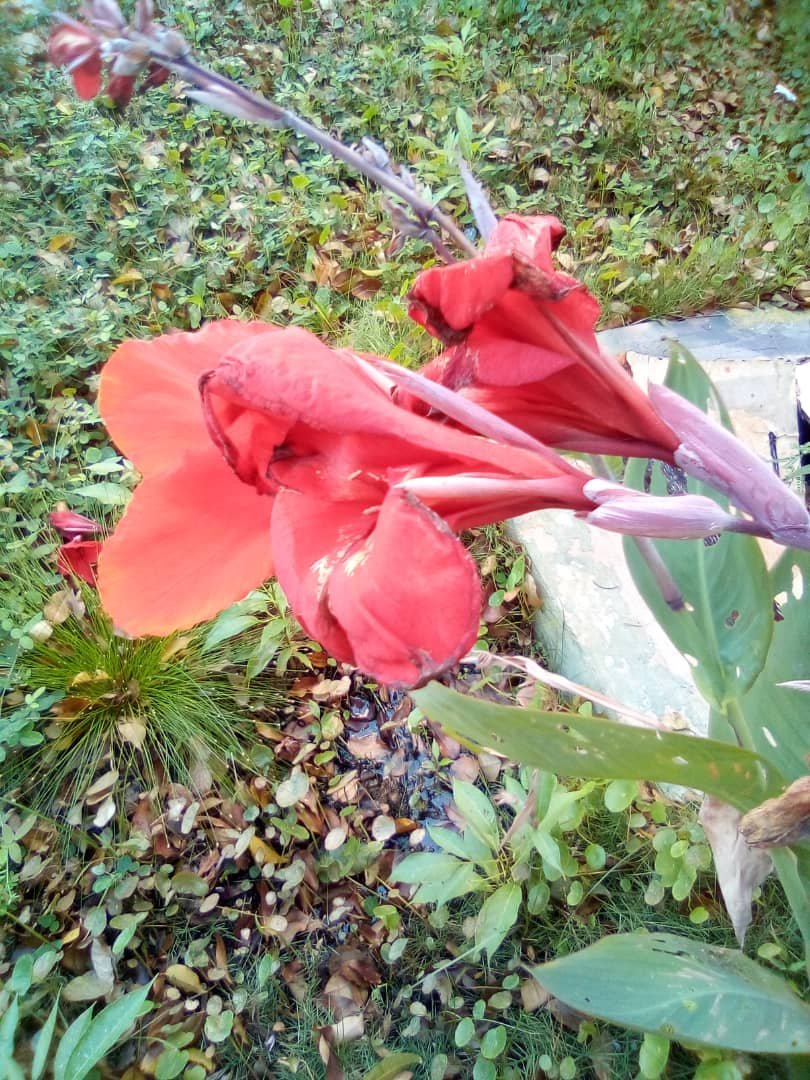 flores (2).jpeg