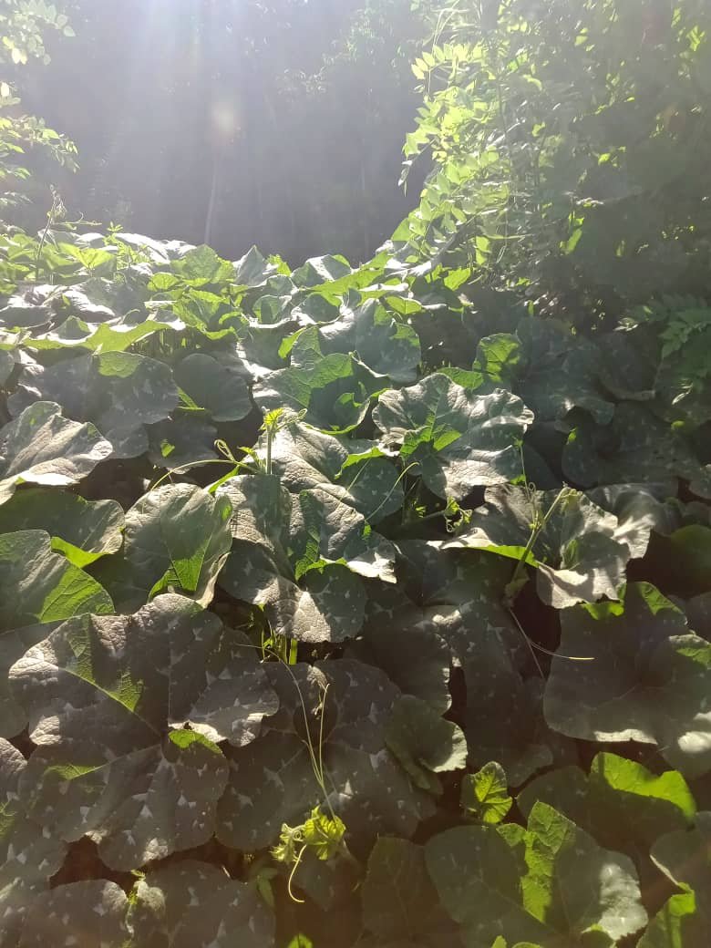 JARDÍN (6).jpeg