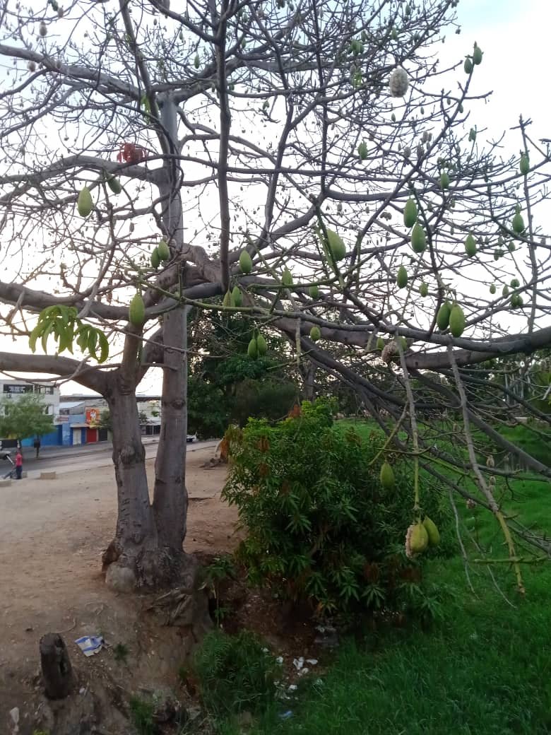 naturalezaasombrosa (1).jpeg