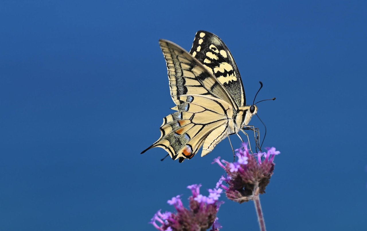 Z62_7582.jpg