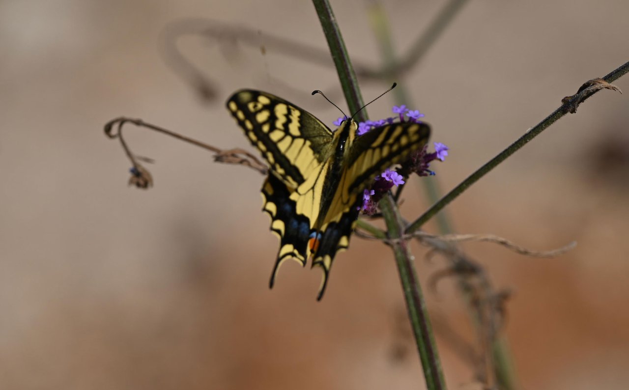 Z62_7628.jpg