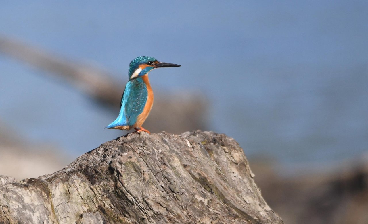 DSC_2726.jpg