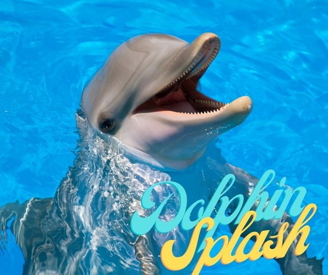 100% upvote with a Dolphin Splash!.jpg