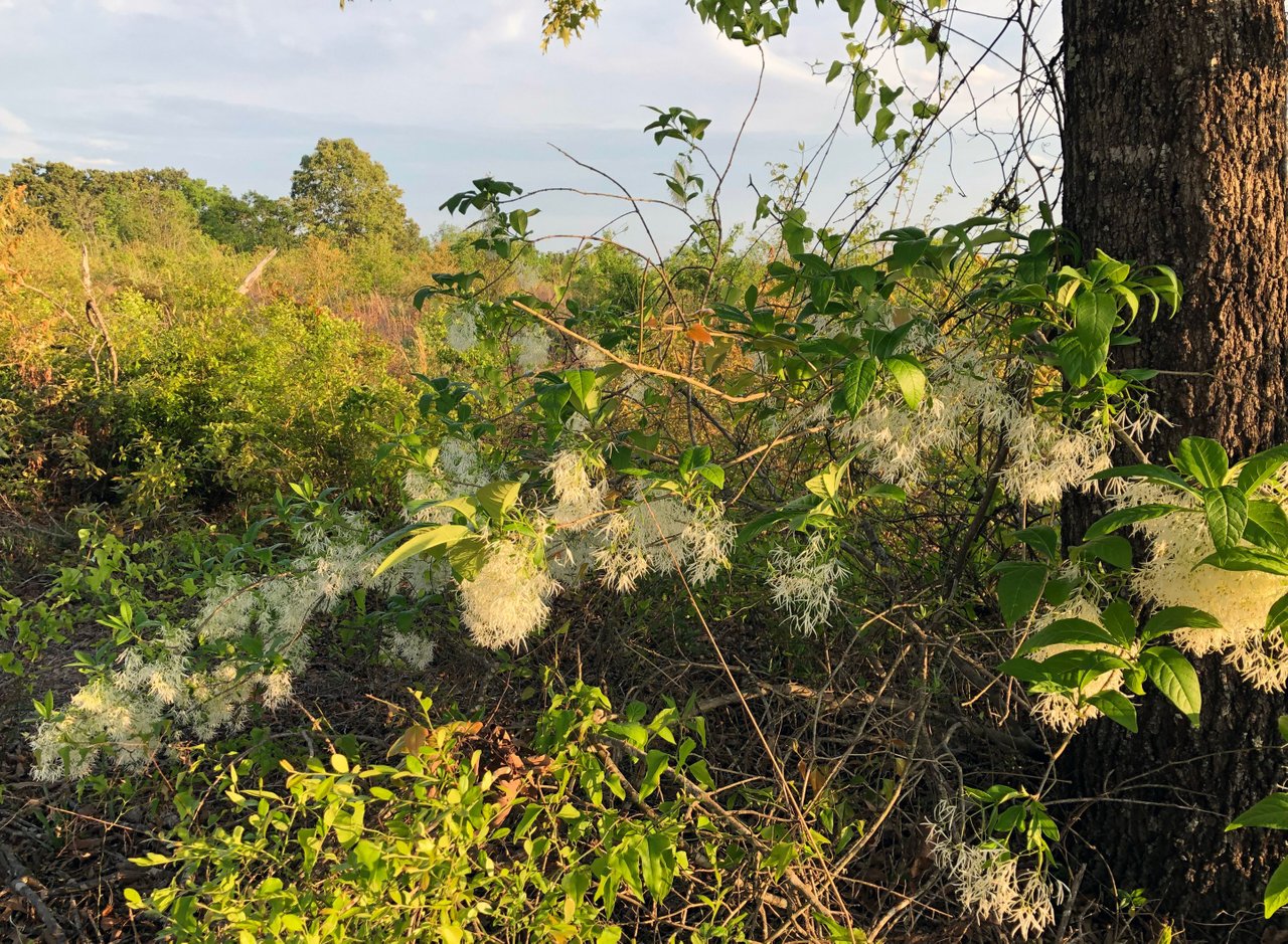 Shrub1.jpg
