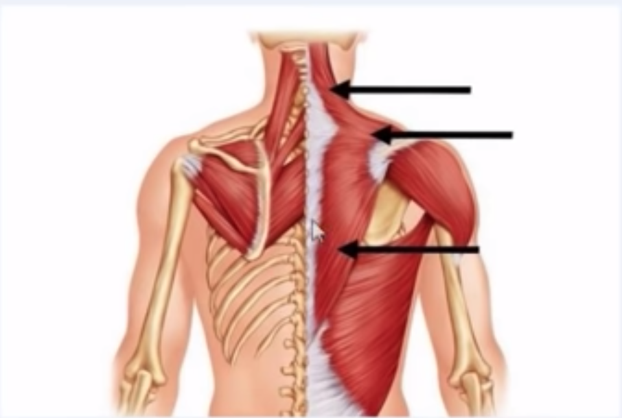 Мускулюс субскапулярис. Латиссимус Дорси. Latissimus Dorsi мышца. Мышцы под лопаткой.