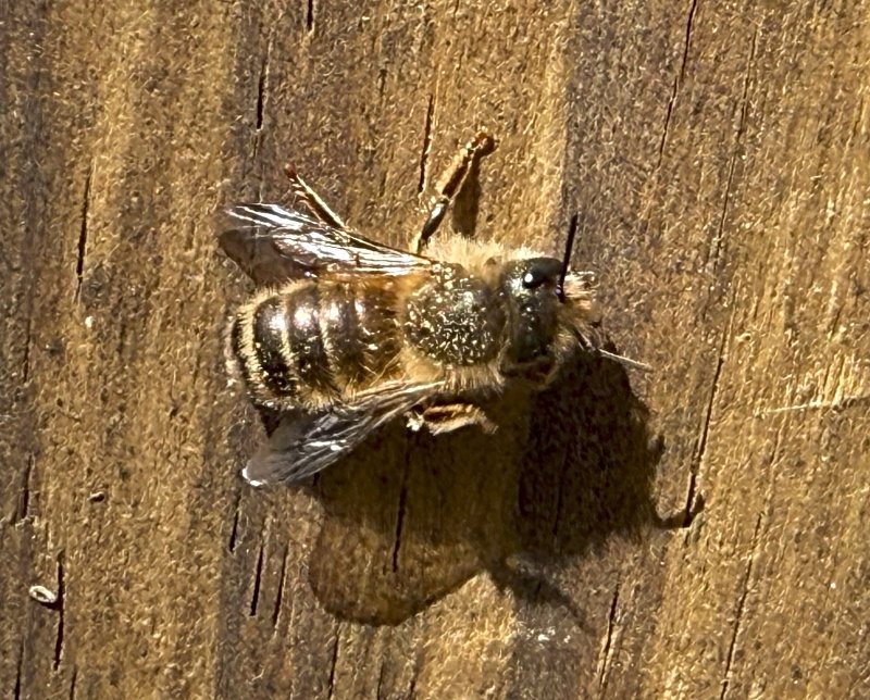 bee-shadow.jpg