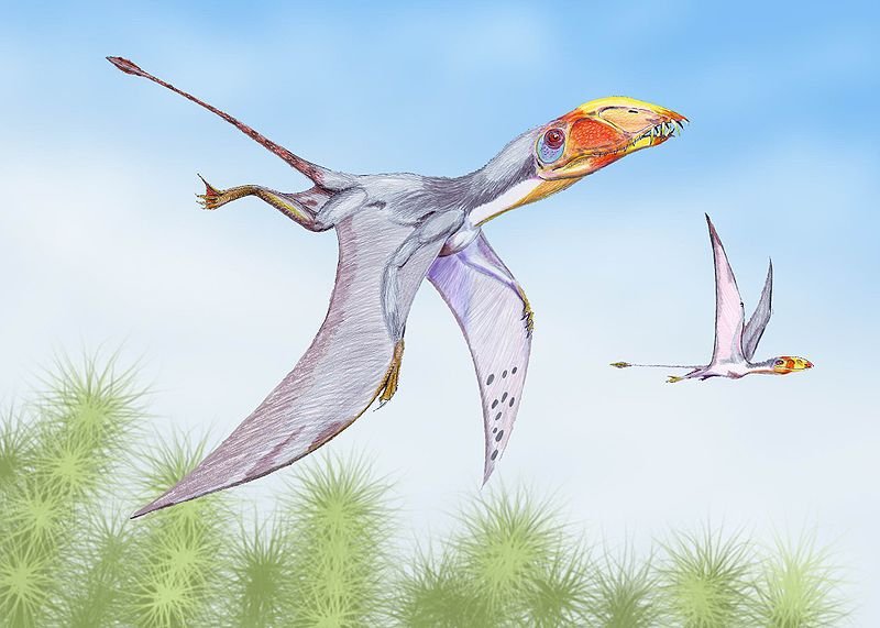 800px-Dimorphodon2DB.jpg