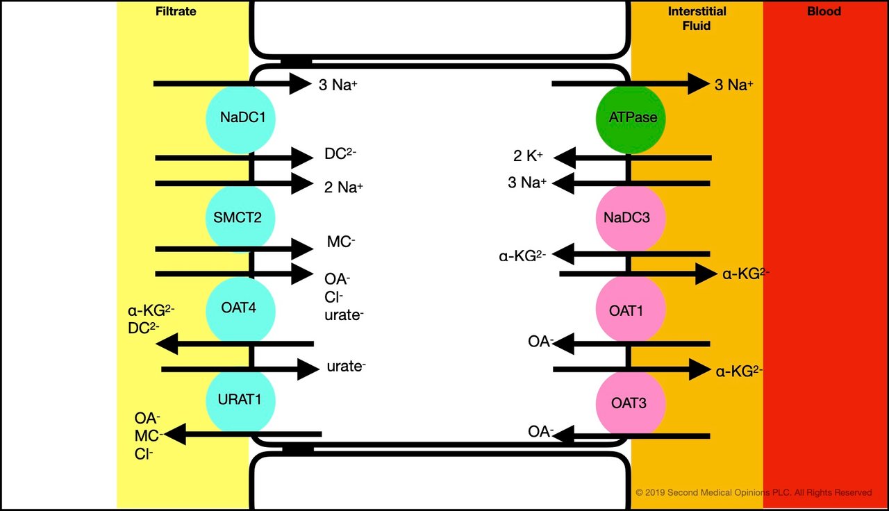 Picture Steemit Tubular Cell Transport Organic Anion 1.jpg