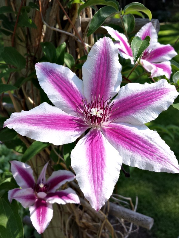flowers naturesbeauty gardening sunscape 10.jpg