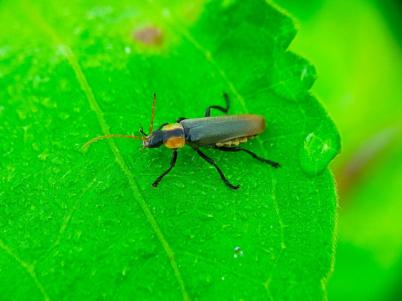 Chauliognathus lugubris (16).jpg