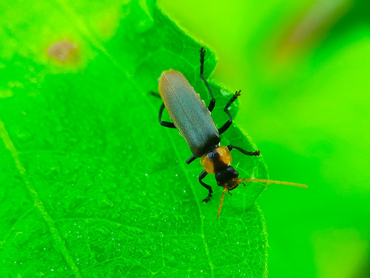 Chauliognathus lugubris (28).jpg
