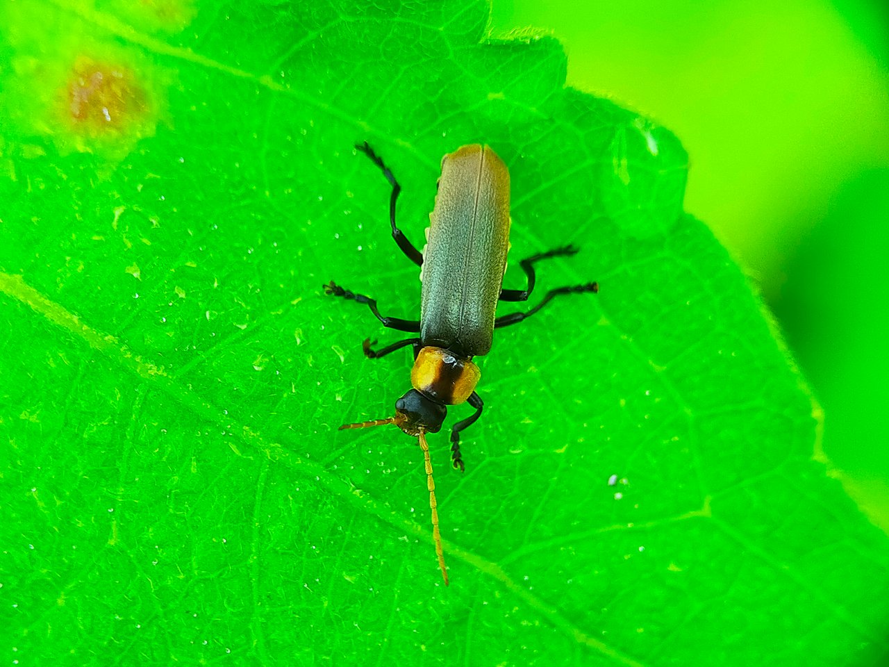 Chauliognathus lugubris (14).jpg