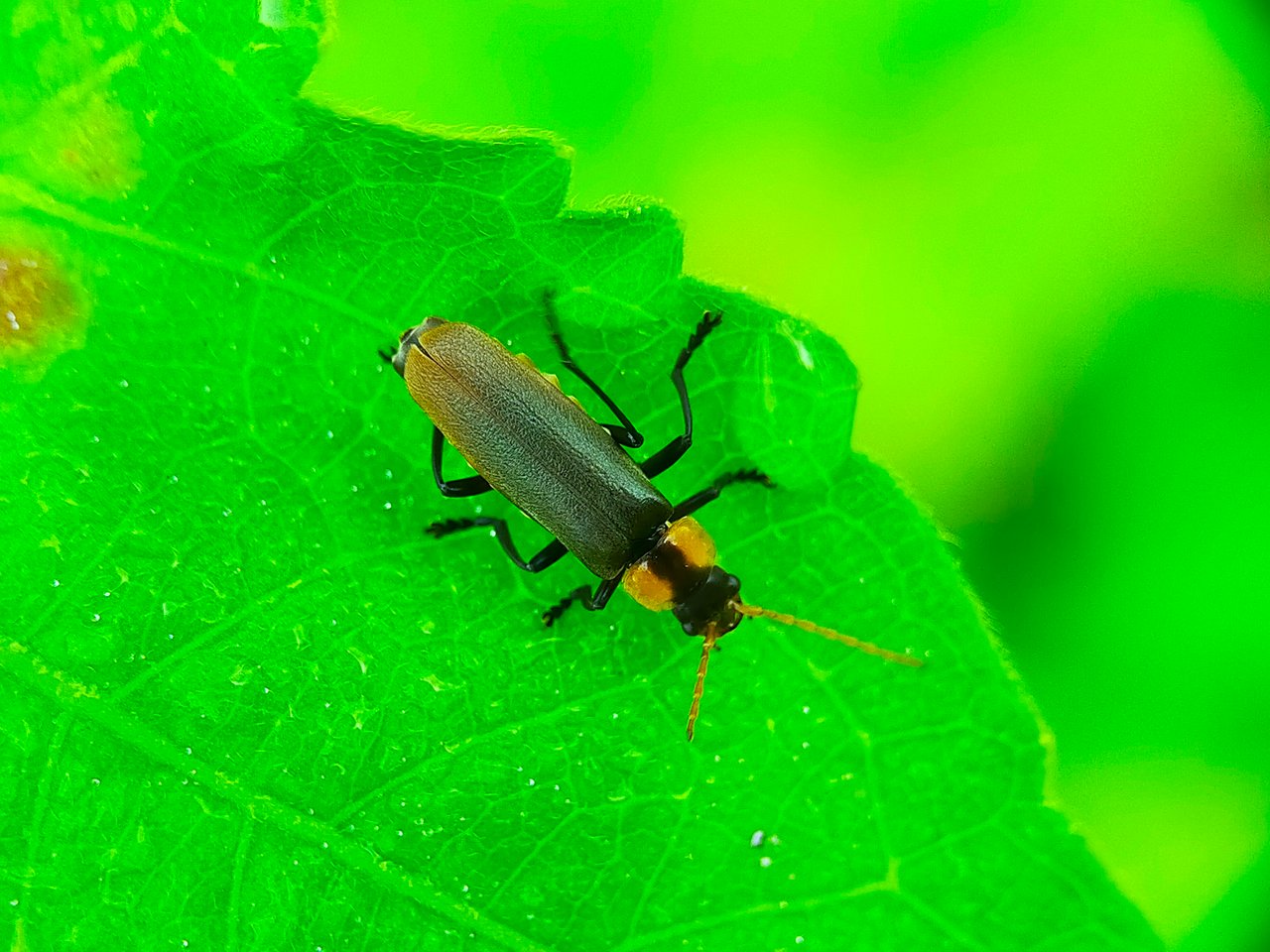 Chauliognathus lugubris (13).jpg