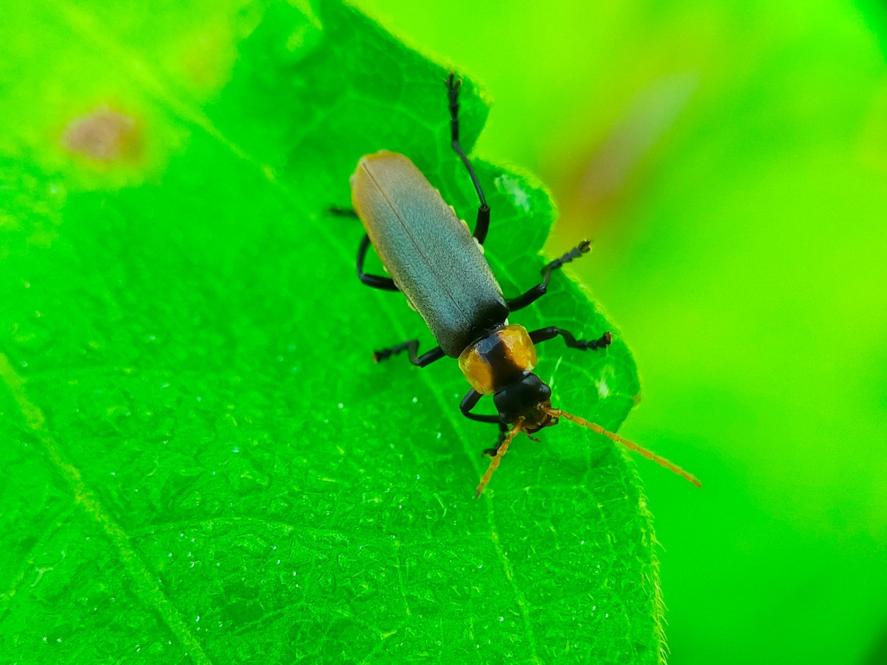 Chauliognathus lugubris (32).jpg